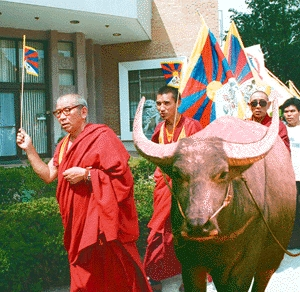 In an act of defiance against Chinese rule, Tibetan resistance leaders parade the "Freedom Yak" around the streets of Lhasa.